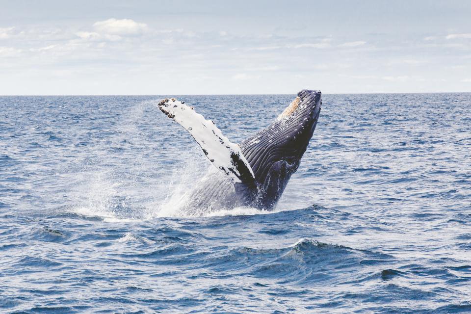 Go whale watching